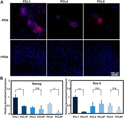 Maintenance of multipotency of bone marrow mesenchymal stem cells on poly(ε-caprolactone) nanoneedle arrays through the enhancement of cell-cell interaction